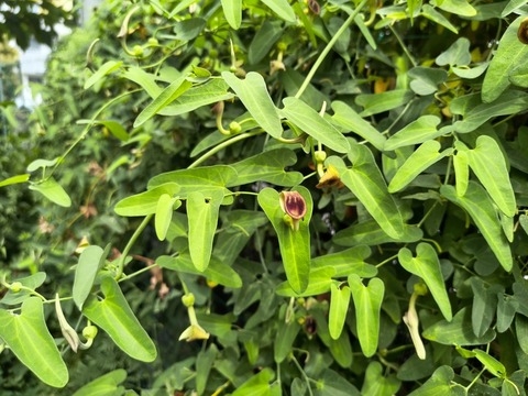 IMG_20260827_132618157_HDR