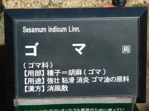 DSCN7195