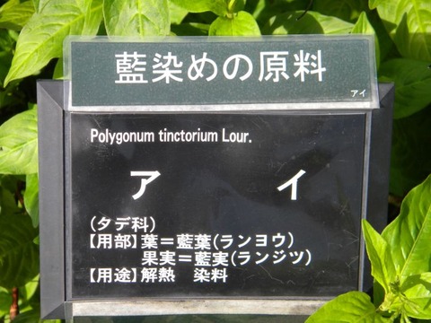 DSCN0006