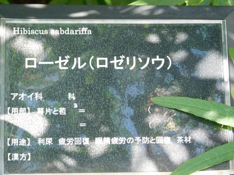 DSCN2781
