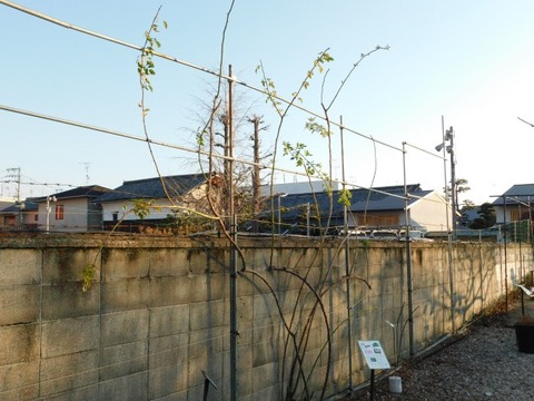 DSCN3401
