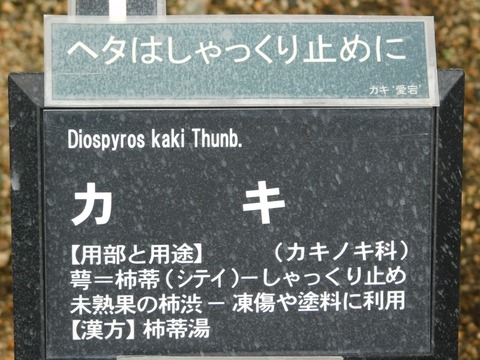 DSCN5356
