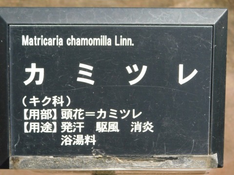 DSCN3908