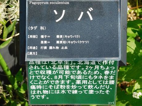 DSCN3886