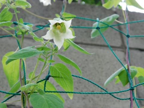 DSCN6991