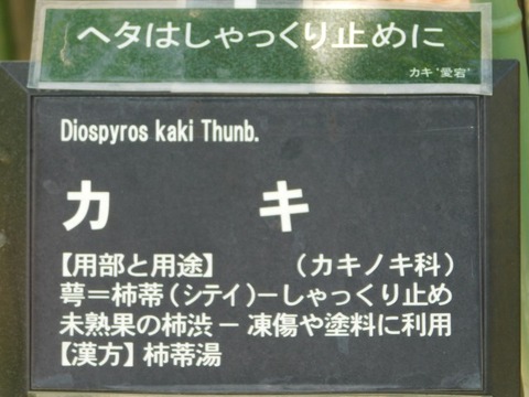 DSCN6643
