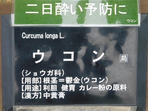 DSCN5369