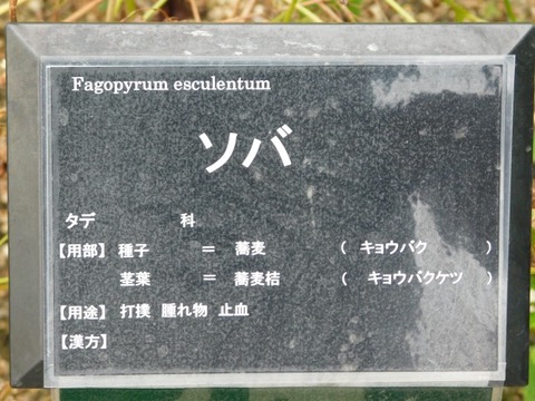 DSCN7090