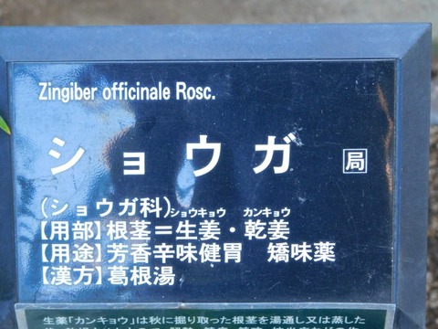 DSCN3190
