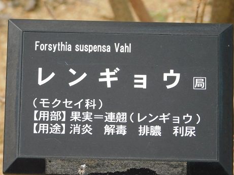 DSCN4519