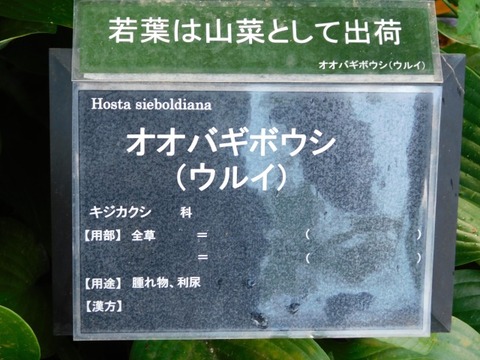 DSCN7294