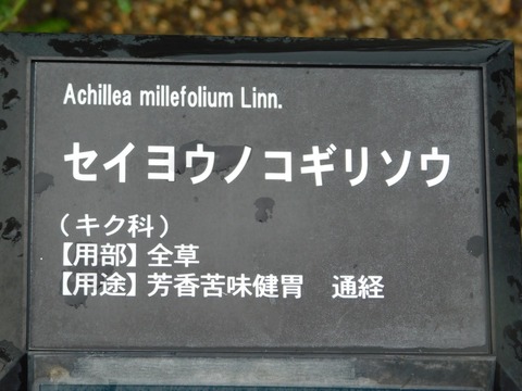 DSCN4399