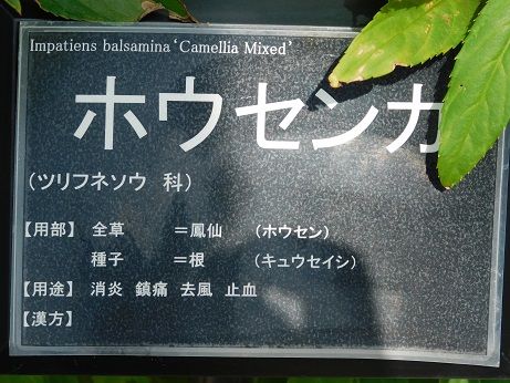 DSCN6079