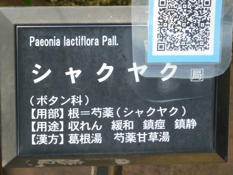 DSCN6586
