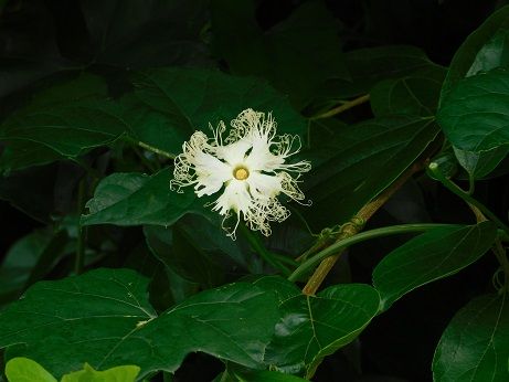DSCN5368