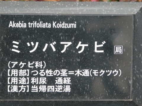 DSCN6385
