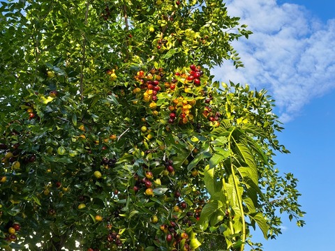 IMG_20260925_071945896_HDR