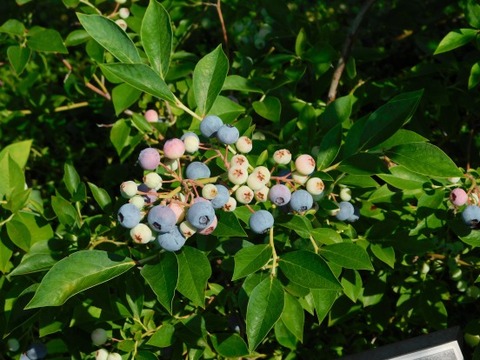 DSCN2151