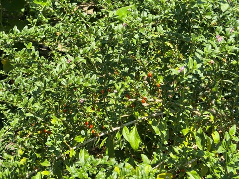 IMG_20260728_112541206_HDR