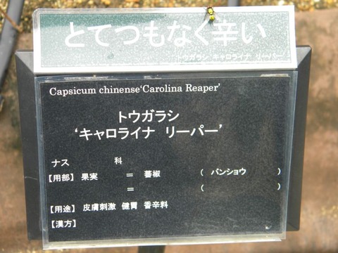 DSCN9907