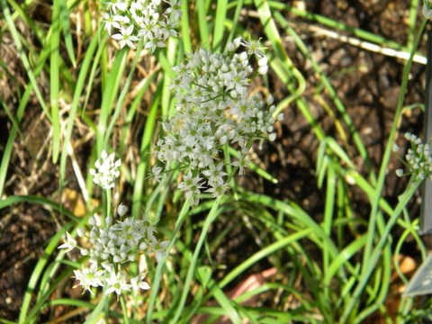 DSCN9958