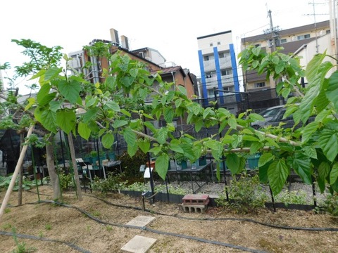 DSCN6527
