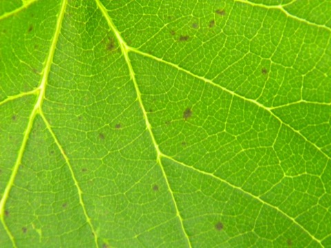 DSCN9871