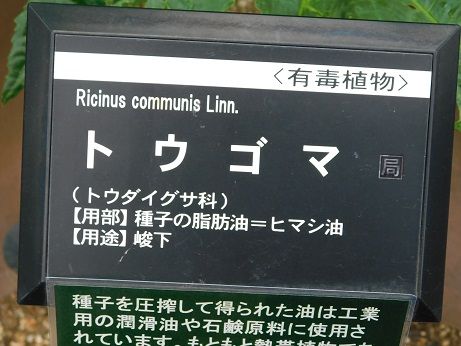 DSCN5287