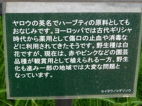 DSCN6873