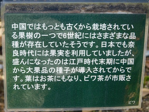 DSCN4215