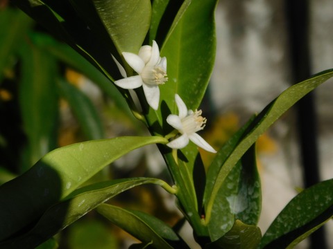 DSCN5481
