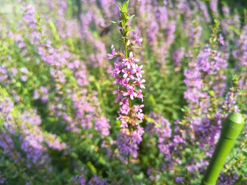 IMG_20260716_153159382_HDR