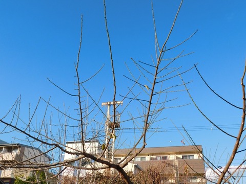 DSCN5947