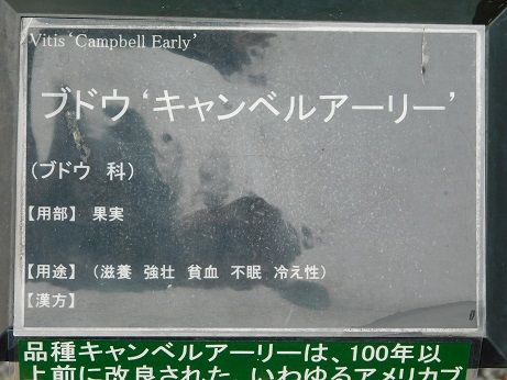 DSCN5657