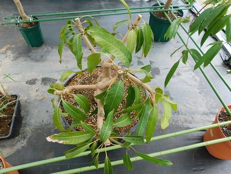 マンゴーの植え替え 近畿大学 薬用植物園のブログ マンゴーの植え替え 近畿大学 薬用植物園のブログ