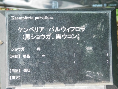 DSCN7082