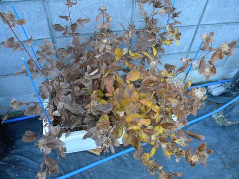 DSCN8412