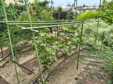 IMG_20260827_132915699_HDR