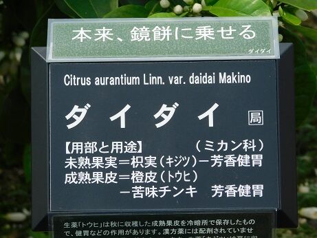 DSCN7557