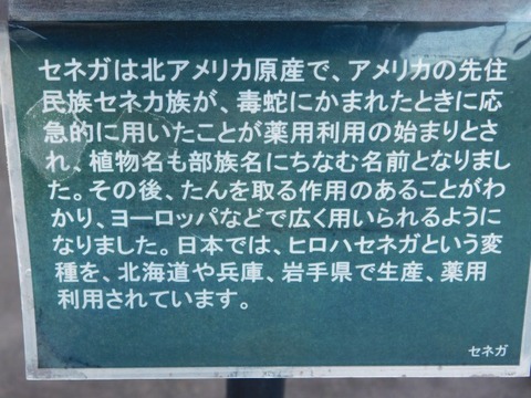 DSCN6711