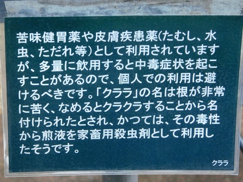 DSCN5438