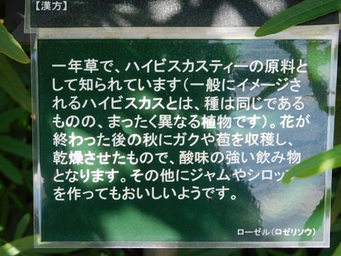 DSCN2782
