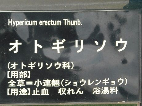 DSCN5391