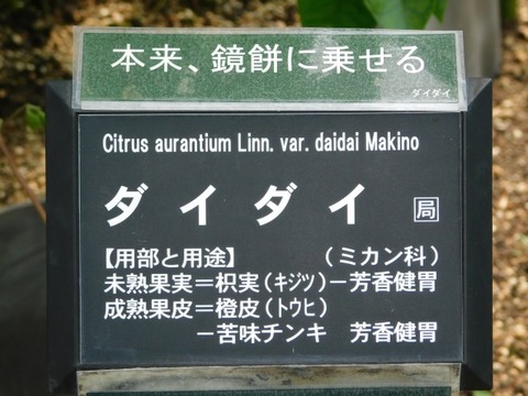 DSCN7351