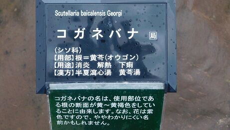 DSCN8146