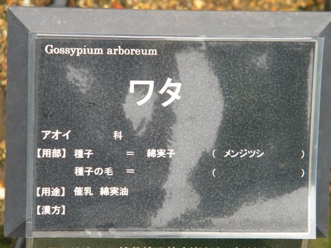 DSCN9926
