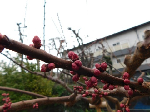 DSCN6191