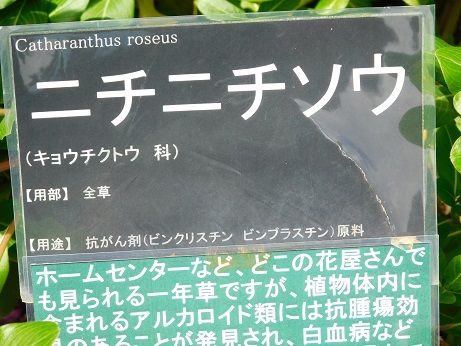 DSCN6156