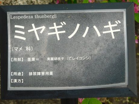 DSCN6139