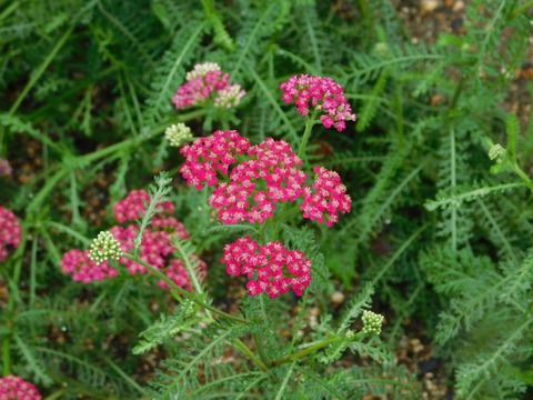 DSCN4398